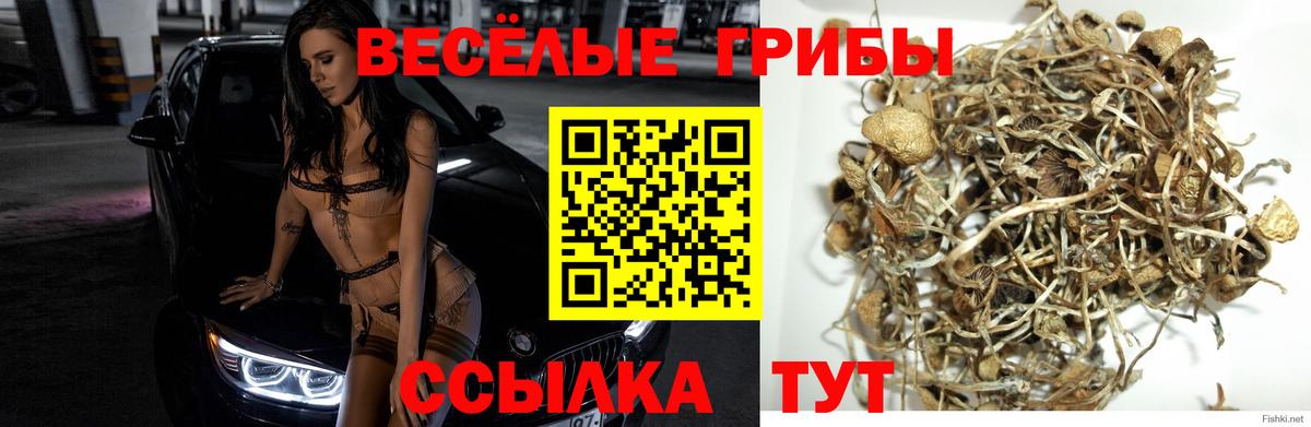 Вятские Поляны  Галлюциногенные грибы Cubensis  Вход с VPN 